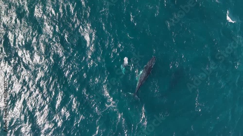 Humpback Whales from Above. Aerial View of Majestic Marine Life off Northern Beaches, Sydney, NSW, Australia