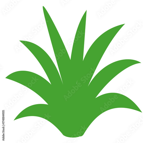 Green agave plant with spiky leaves, ideal for desert, southwestern, or botanical design projects and nature-themed illustrations.

