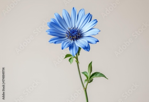 A single vibrant blue daisy flower with a green stem.