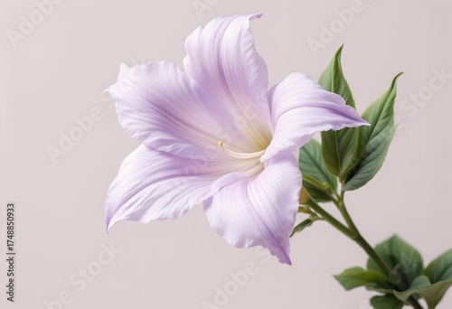 Delicate Light Purple Lily Flower Bloom.