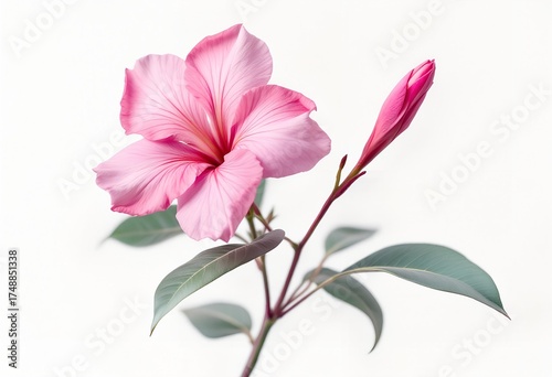 Elegant Pink Hibiscus Flower with Bud Isolated on White.