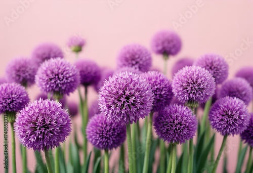 Vibrant Purple Allium Flowers Blooming Against a Pink Background.