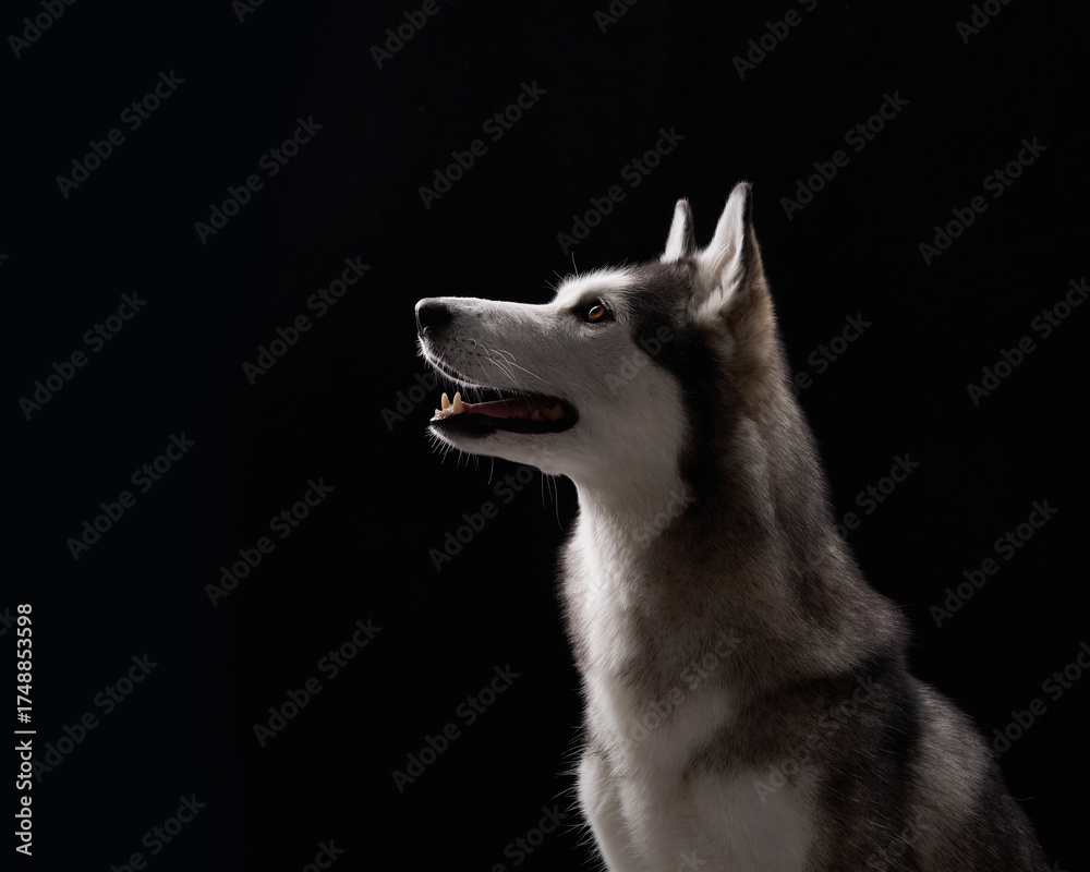 Fototapeta premium A Siberian Husky in profile with an intense gaze is set against a black background, emphasizing its sharp features. The dark setting contrasts with the dog bright fur and focused look.