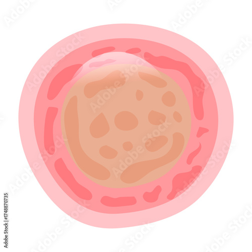 Dermatophytosis Illustration, a digital anatomical asset showcasing the body's fundamental building blocks for biology education and medical visualizations