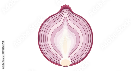 Cross-section of a red onion showing its layers and internal structure.