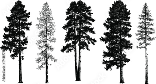  Tall pine tree silhouettes, detailed conifer forest illustration, evergreen tree vector art, black nature design elements, woodland silhouette collection for landscape artwork