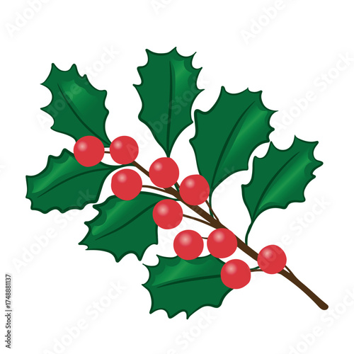 Holly branch ornament for Christmas. Transparent background.