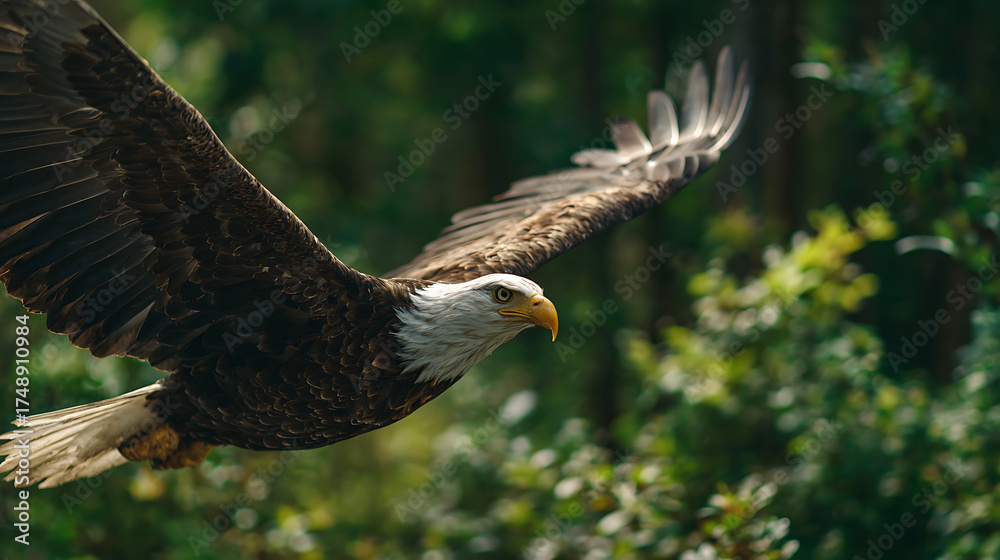 Obraz premium A majestic eagle glides with outstretched wings over sunlit forest, leaves and branches blur softly