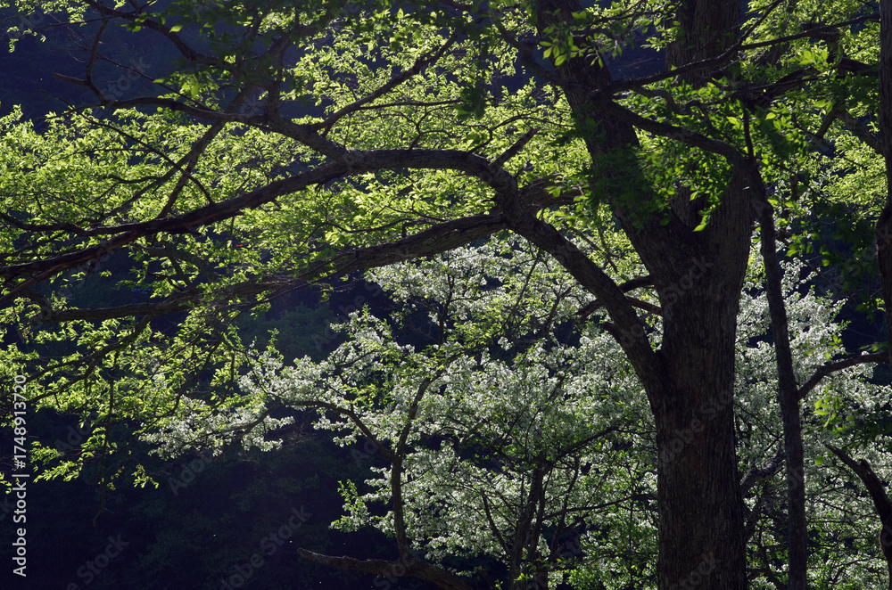 Obraz premium 奥日光の初夏は美しく優しい。木々は輝き、湖では生き物たちが活発に動き回っている。力強い季節。どこからか囀りが聞こえてくる。賑やかな季節。強い日差しは私に活力を与える。湖畔を歩く足取りも軽やかに。時折、苔の生えた倒木に腰をおろして深々と深呼吸。緩やかに波打つ湖を見つめている時、私の心は穏やか。いつまでも此処に留まっていたい気持ちに駆られる。そして、私は暖かいコーヒーを口にした。