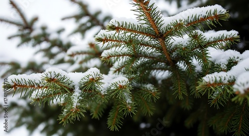 Pine branches laden with snow, a serene winter scenery in focus