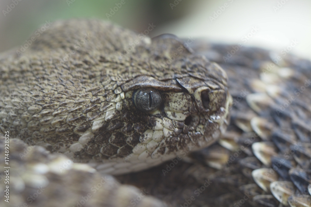 Obraz premium Close-up view of a coiled snake in its natural habitat