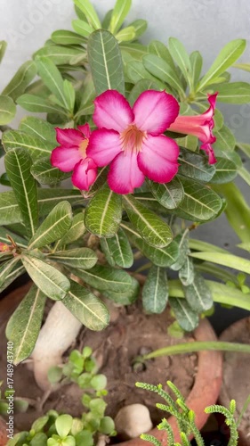Beautiful footage of Adenium blossoms, a tropical succulent plant admired for its thick stem and vivid flowers.