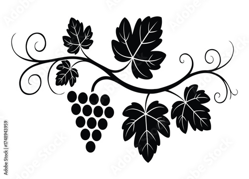 Elegant Grape Vine Illustration with Leaves and Tendrils Black and White Vector Graphic Perfect for Wine Labels and Artistic Designs