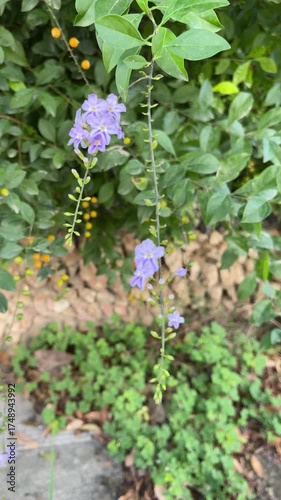 Close-up video clip of purple Duranta erecta flowers swaying in gentle wind, ideal for floral, botanical, or nature footage collections.