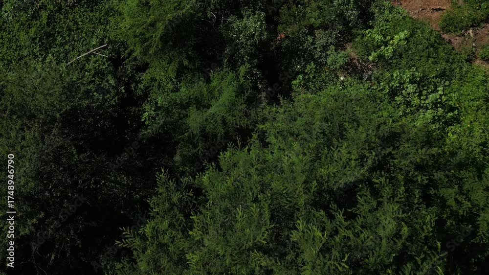 GRANDE VIEJO Y SECO ARBOL EN EL DESIERTO DE BAJA CALIFORNIA SUR MEXICO