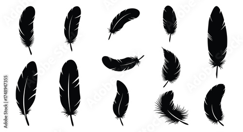 Collection of diverse black feathers isolated on white for elegant design elements and symbolism silhouette