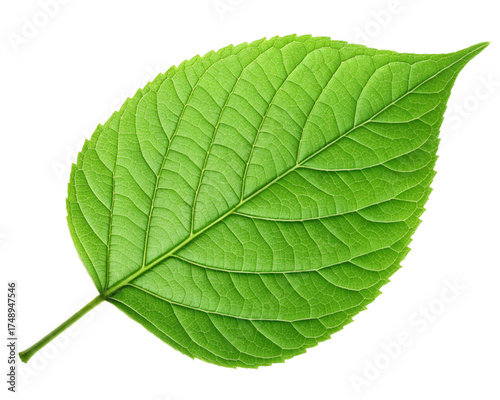 Green leaf ecology nature element vector icon, Leaf Icon, green leaf ecology nature element vector. on transparent background,