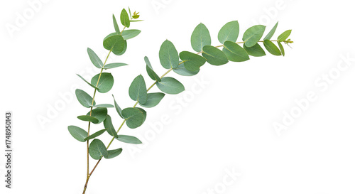A delicate sprig of fresh green eucalyptus leaves isolated on a white background.