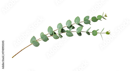 A delicate sprig of fresh green eucalyptus leaves on a white background.