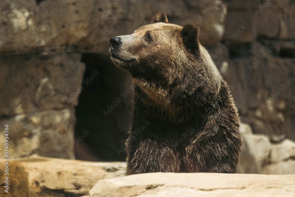 Obraz premium Grizzly Bear