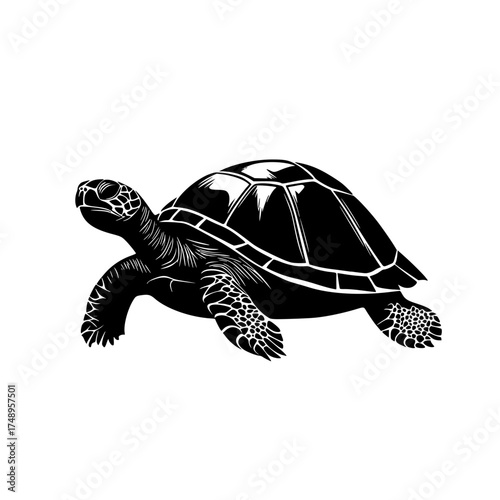 Blackandwhite Silhouette Detailed Turtle Illustration