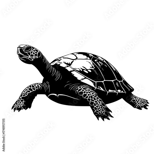 Black and White Illustration Calm Turtle