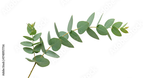 A single sprig of fresh green eucalyptus leaves on a white background 3.