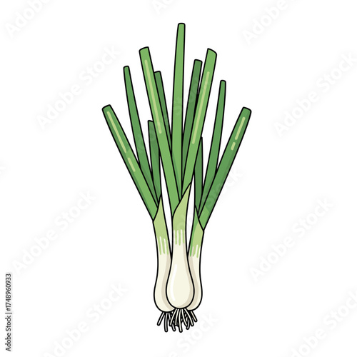 Fresh Green Onions or Scallions Bunch Vegetable Ingredient Illustration