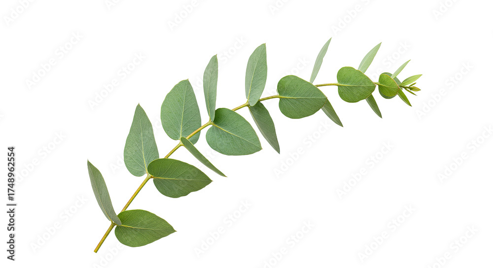 Fototapeta premium Eucalyptus branch with green leaves isolated on white background for design.
