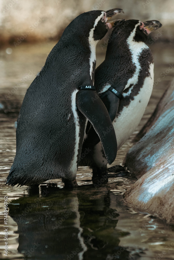 Obraz premium Humboldt Penguin