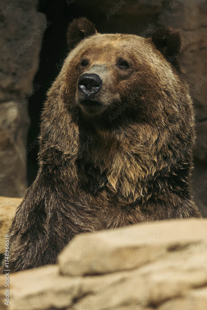 Obraz premium Grizzly Bear