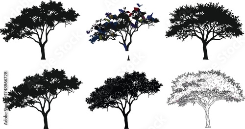  Acacia tree silhouettes collection, African tree vector set, black tree design elements, natural landscape illustration, savanna forest art, tropical environment decoration vector