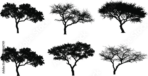  Acacia tree silhouettes collection, African savanna tree vector illustration, black isolated nature elements for landscape design, safari art, and wild scenery decoration