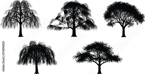  Weeping willow and acacia tree silhouette collection, natural forest landscape vector illustration, black botanical tree design elements for nature, park, and garden artwork
