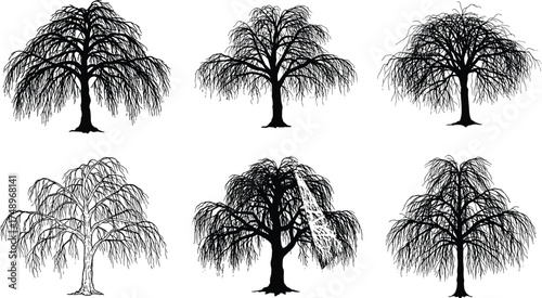  Weeping willow tree silhouette collection, black vector illustration of drooping trees, natural landscape design, botanical elements for nature art, forest and garden decoration