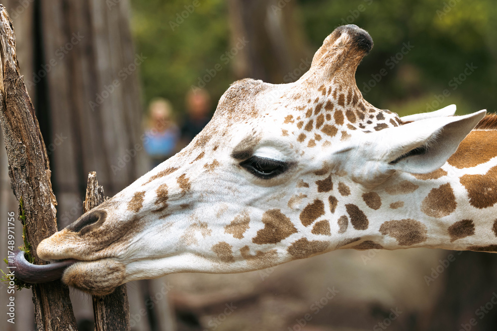 Photography Reticulated Giraffe