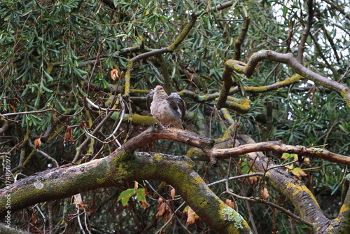 Wallpaper Mural mourning dove fluffing feather Torontodigital.ca