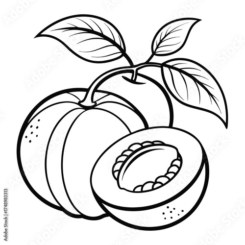 Printable Coloring Page Depicting an Apricot with a Pit Revealed
