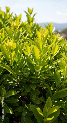 Wallpaper Mural Lush Green Foliage in Sunlight - A Natural Close-Up. Torontodigital.ca