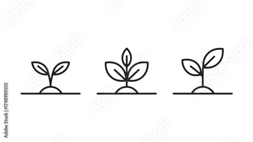 Three stages of plant growth from seedling to young sprout
