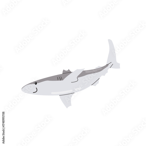white tip shark