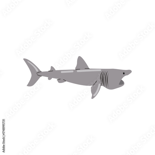 basking shark
