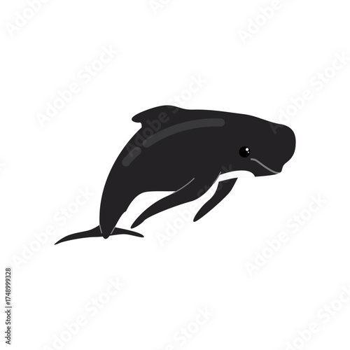 long finned pilot whale.