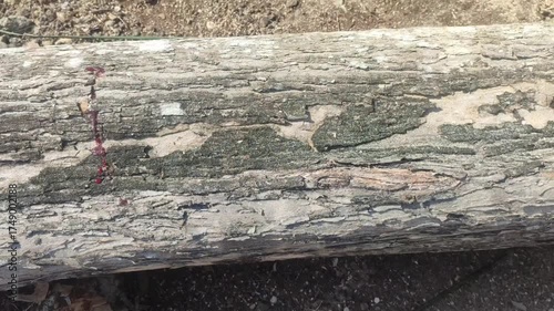 angsana wood texture