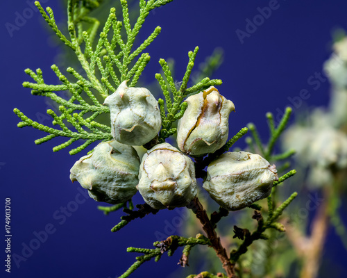 Cypress Branch with Seed Cones on Blue