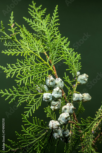 Cypress Cones Against a Soft Green Background