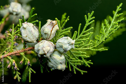 Cypress Cones Against a Soft Green Background