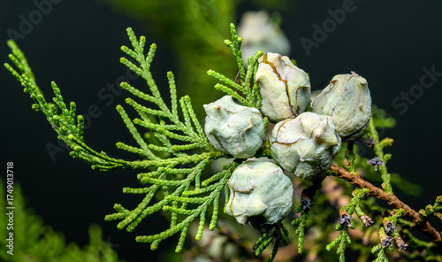 Close-Up Photo of Cypress Seed Cones