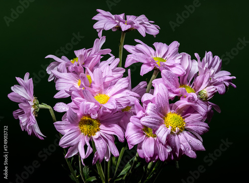 Soft Lavender Chrysanthemums with Dewdrops Against a Dark Background