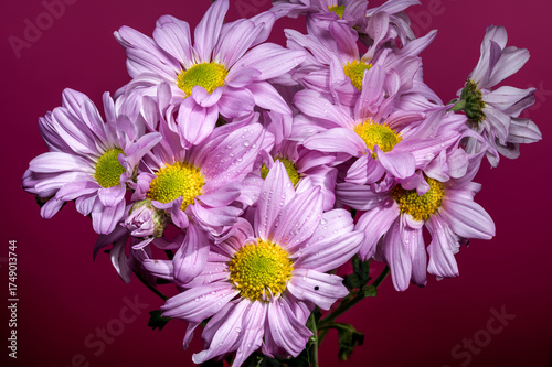 Lavender Chrysanthemums with Dewdrops Against a Vibrant Magenta Background